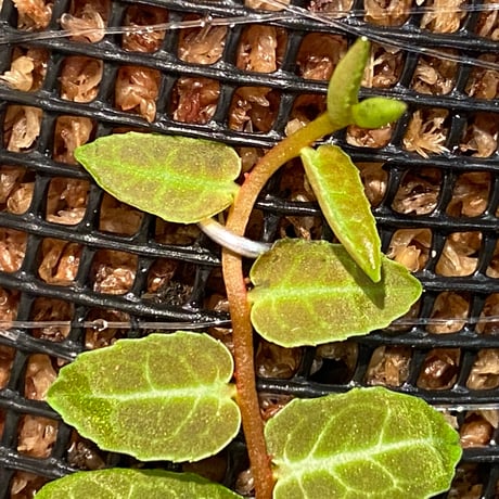 Marcgravia umbellata [Equaflor-A]