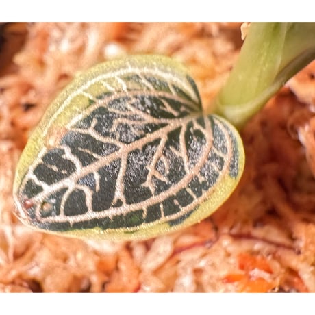 Ludisia discolor Variegata '黄桜-Kizakura-' [GK20-006]