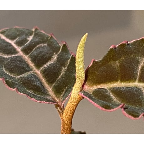 Labisia sp. from Riau sumatera [LA0815-01]