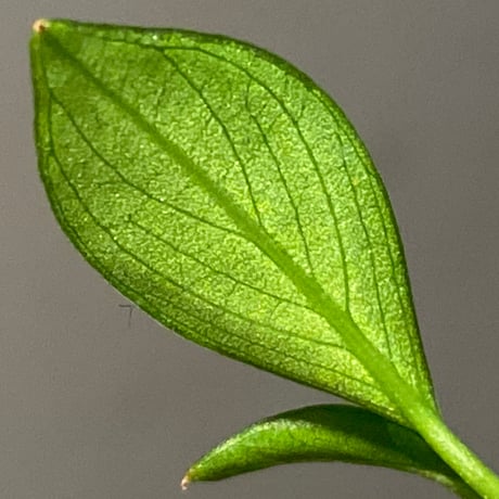 Anubias barteri var.nana (sp.?) "Muyuka Cameroon" 2018年 リオ入荷株 ②