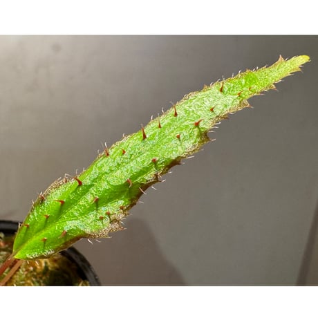 Begonia ambodiforahensis from Madagascar [LA0022-05z]