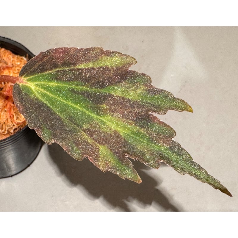 peculiarman　Begonia 5点同梱発送 Begonia Double Exhibition Collection 5/6cm - J Parkers