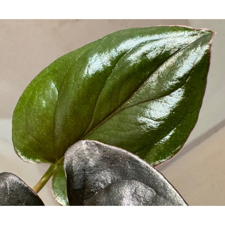 Syngonium sp. from Choco Colombia [tanakay]