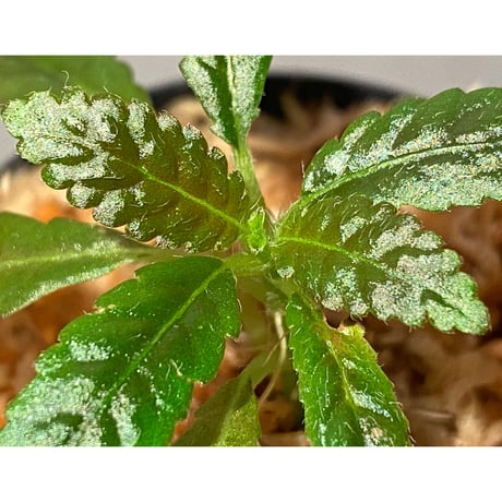 Nautilocalyx pemphidius