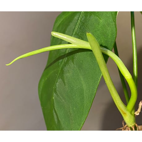 Philodendron sharoniae
