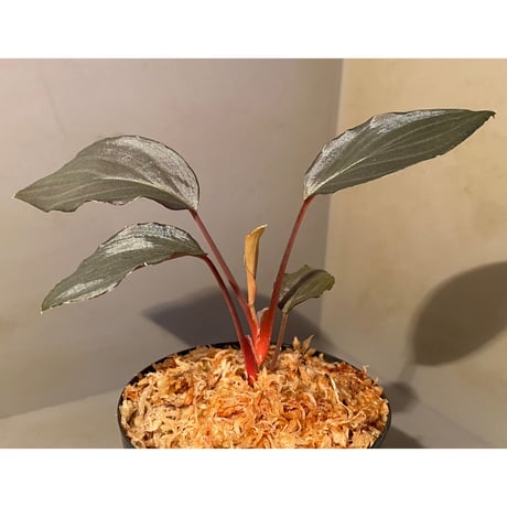 Homalomena sp."赤鉄鉱” from Kepulauan Riau [SGP import] KZT