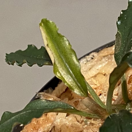Bucephalandra sp. "Pakak 3" [MF0417-5A]