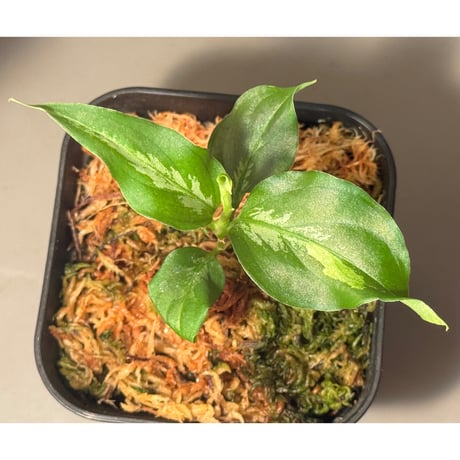 その他観葉植物 Aglaonema Sirius その他観葉植物 Aglaonema Sirius aglaonema | STORES