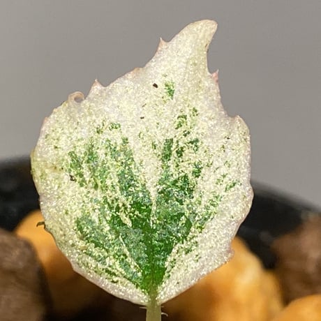 Begonia prismatocarpa "Variegata" ②