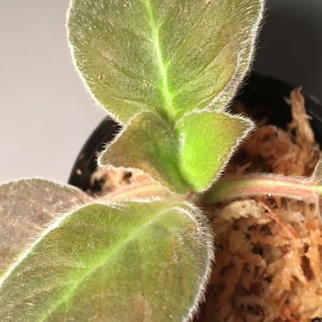 Episcia punctata from Ecuador