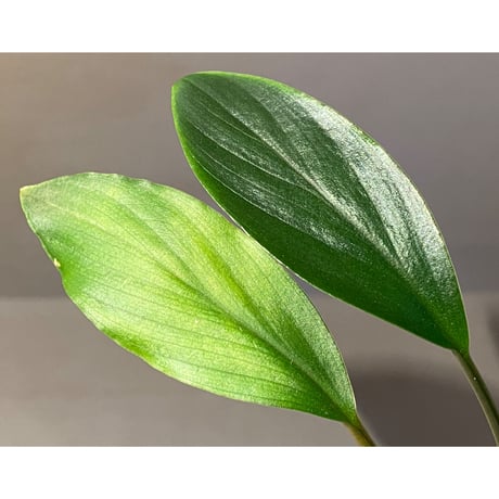 Homalomena sp. Sekadau Selatan ①
