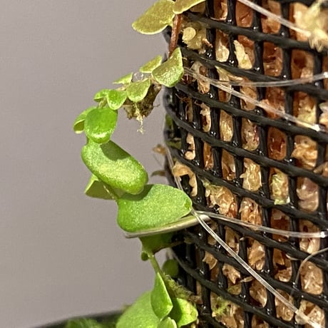 Marcgravia sp. from Colombia [LA0316-03]