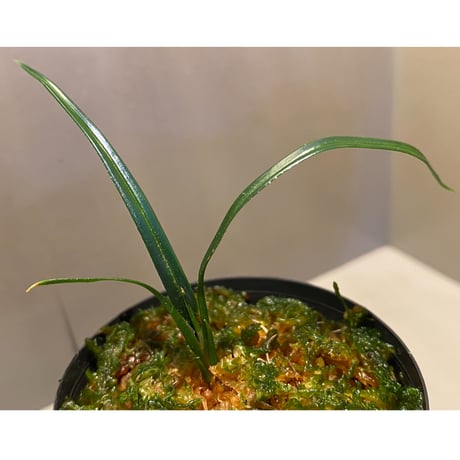 Mapania sp. from "Nanga pinoh" Melawi Kalimantan barat [TB]
