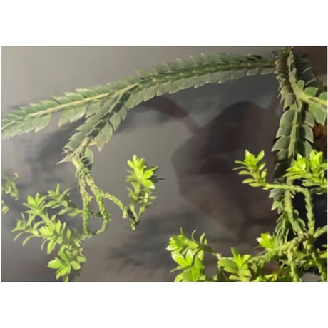 Phlegmariurus phlegmarioides Aimas, Sorong, West Papua 伊藤蟻植物農園