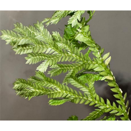 Selaginella sp. from Bogor West Java