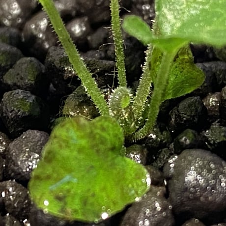 Thelypteris sp. from Sunset Peak [YH0916-f2]