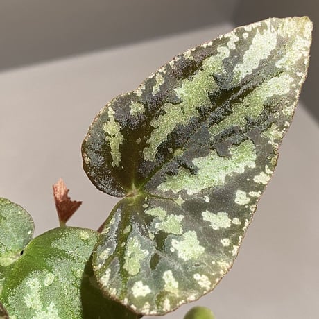 Begonia Variabilis from Dabong [TK150717]