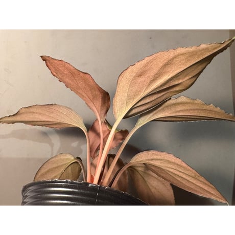 Homalomena sp. "Black Sapphire" from Kepulauan riau
