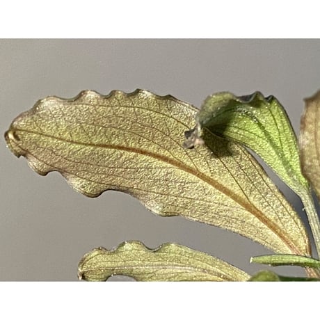 (４芽) Bucephalandra sp. "Batang kawa" 組織培養水上育成株