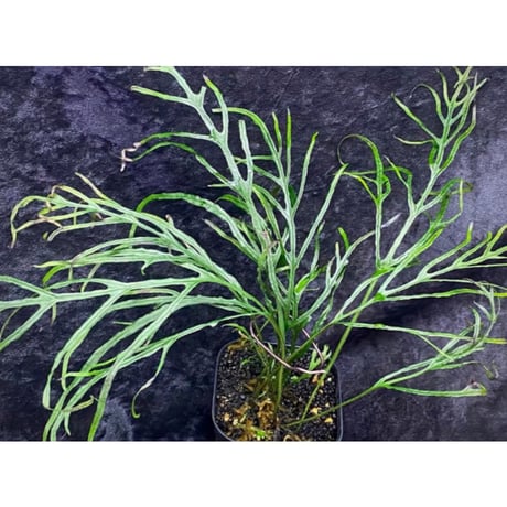 Microsorium sp. from Saripoi [LA0515-02]