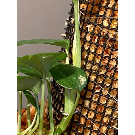 Philodendron sp. from Venezuela [tanakay]