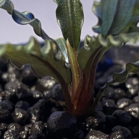 Bucephalandra sp. from "Mangat" [MF0417-2A]
