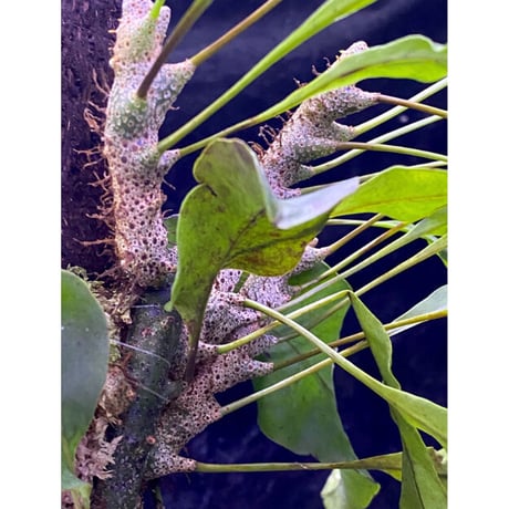Lecanopteris sinuosa from Indonesia