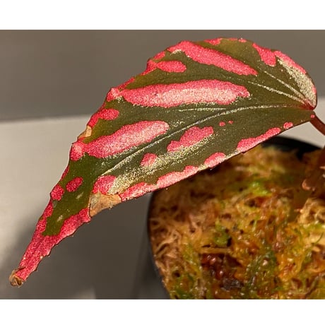 Begonia sp. ぼっち株 from Julau [R1214-01b]