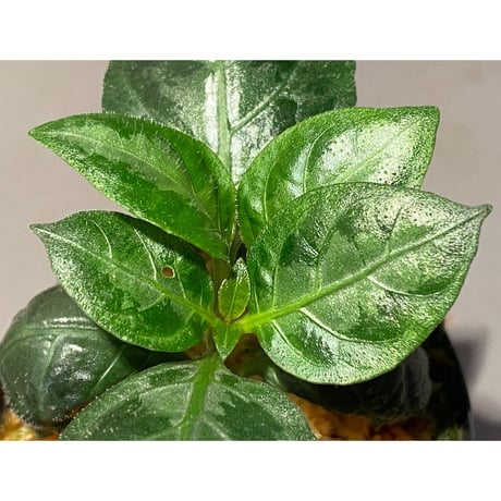 Gymnostachyum sp. from Aceh sumatera [LA1116-02]
