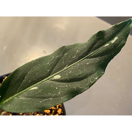 Aglaonema pictum from Sumatera A2 [TK070918]