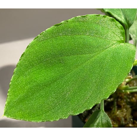Homalomena sp. from Padang [TK160117]