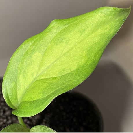 Aglaonema pictum tricolor "Siberut 3rd" [LA0212-00]