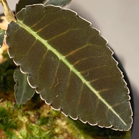 Emblemantha urnulata (Labisia sp.) from Riau sumatera [LA0815-01]