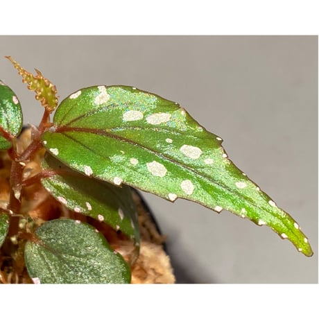 Begonia sp. "Nanga pinoh" Melawi Kal barat [TB]