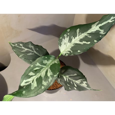 Aglaonema pictum "しるば〜らいん" from Aceh sumatera [LA1016-03j]