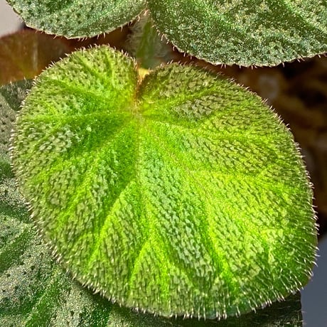 Begonia sp. from Manaus