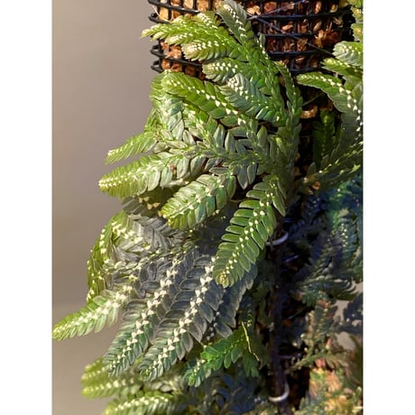 Selaginella picta