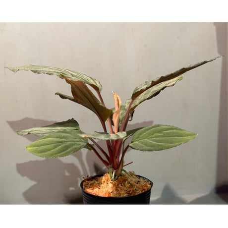 Homalomena sp. "Amber Velvet" from Kepulauan Riau