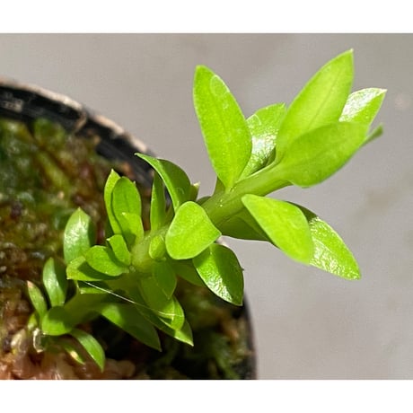 Phlegmariurus phlegmarioides Aimas, Sorong, West Papua 伊藤蟻植物農園