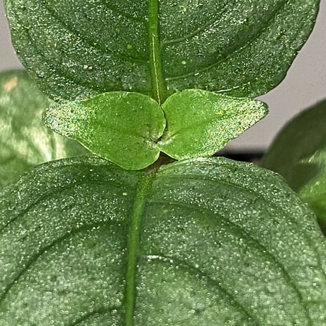 Ophiorrhiza? sp. "Kab. Sanggau" Kal barat [TB]