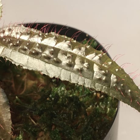 Triolena pustulata from Ecuador
