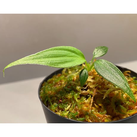 Homalomena sp. "蛟" from Sumatera Utara [LA0318-02]
