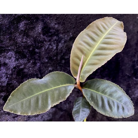 Ardisia sp. from Riau sumatera