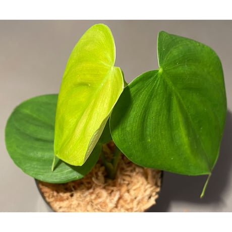 Philodendron sp. from Iquitos Peru [tanakay]