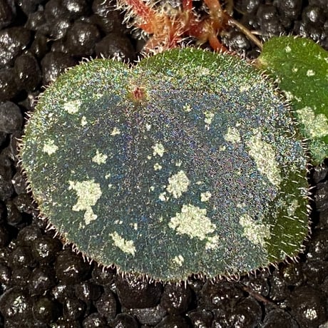Begonia sp. from Cao Bang [YH050519] TK