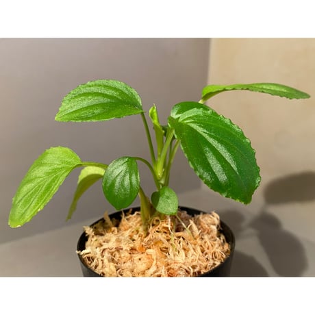 Homalomena sp. "Minimum" from Padan Utara [AZ0512-04]