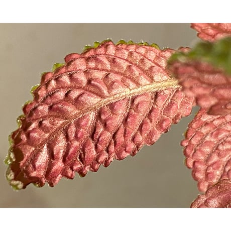 Nautilocalyx sp. 伊藤蟻植物農園