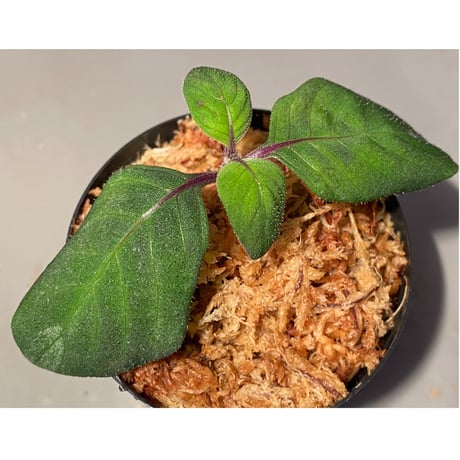 Gymnostachyum sp. from Tigalingga [HW0219-02]