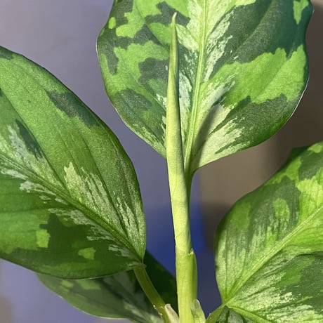 Aglaonema pictum "マルチカラー白玉" D.F.S from Sumatera barat [AZ0912-1]
