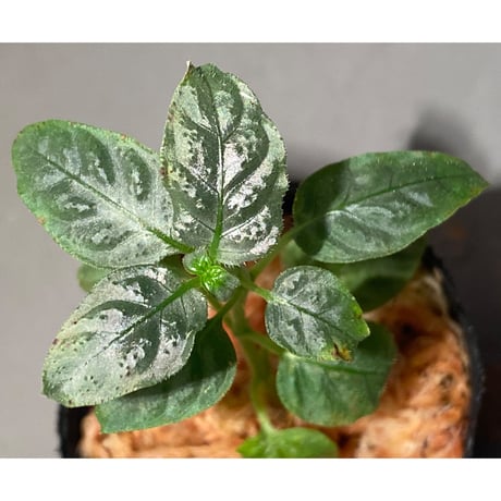 Ophiorriza sp. "鋼" from Aceh Selatan [HW0816-03]